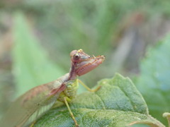 Ditaxis meridiei
