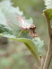 Ditaxis meridiei