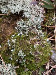 Cladonia subcariosa
