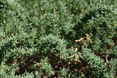 Adenocarpus hispanicus