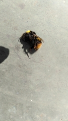 Bombus pratorum
