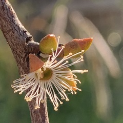 Eucalyptus stellulata