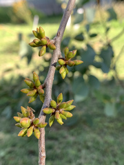 Eucalyptus stellulata