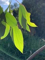 Eucalyptus stellulata