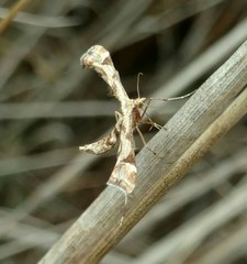 Platyptilia carduidactylus