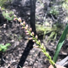 Cenchrus caliculatus