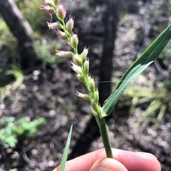 Cenchrus caliculatus