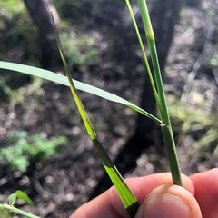 Cenchrus caliculatus