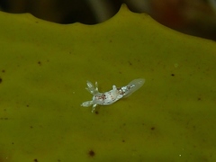 Ancula mapae