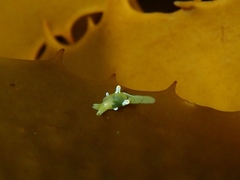 Roburnella wilsoni