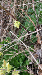 Primula elatior