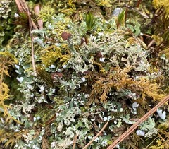 Cladonia subcariosa