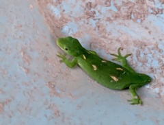 Naultinus elegans