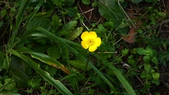 Ranunculus millefoliatus