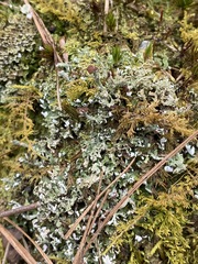 Cladonia subcariosa