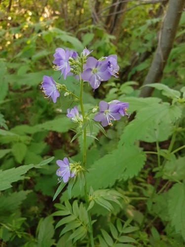 Polemonium caeruleum iNat (2)