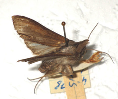 Cucullia asteris