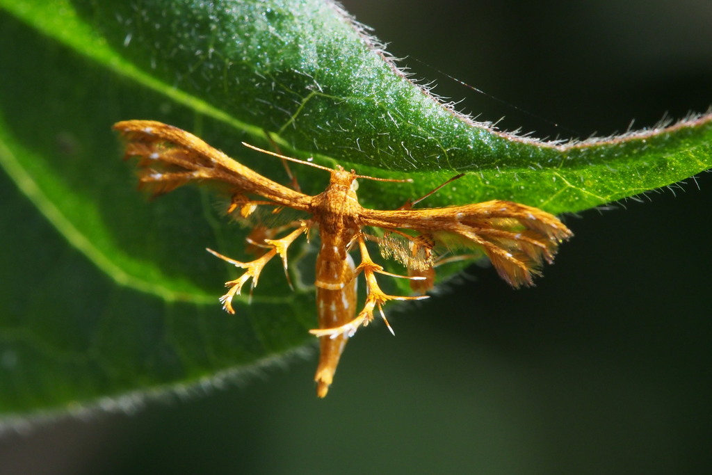 Deuterocopinae