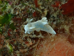 Trapania aureopunctata