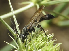 Sphex pruinosus
