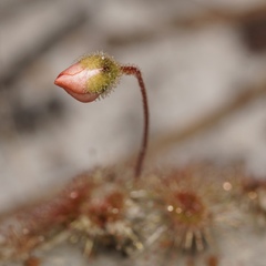 Drosera platystigma