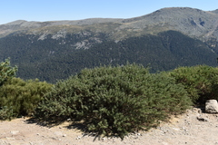 Adenocarpus hispanicus