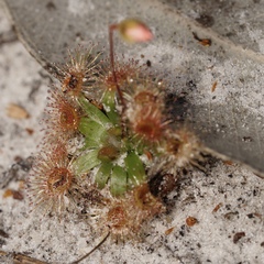 Drosera platystigma