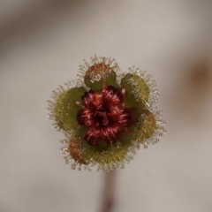 Drosera platystigma