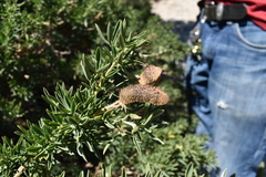Adenocarpus hispanicus