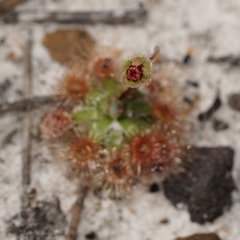 Drosera platystigma