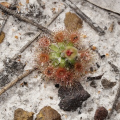 Drosera platystigma