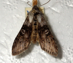 Cucullia absinthii
