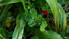 Lotus tetragonolobus