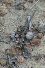 Ctenotus labillardieri