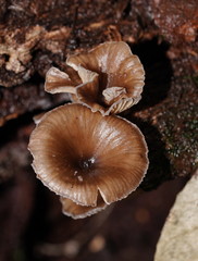 Trogia straminea