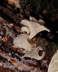 Trogia straminea