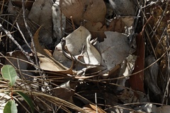 Ctenotus labillardieri