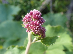 Adenostyles alliariae