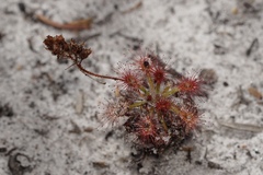 Drosera roseana