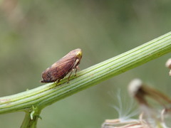 Tartessini