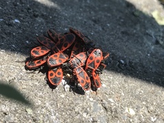Pyrrhocoris apterus