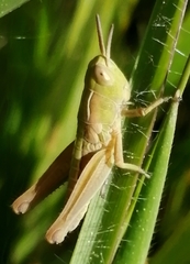 Chorthippus apicalis