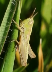 Chorthippus apicalis