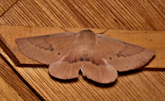 Monoctenia falernaria