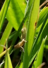 Chorthippus apicalis