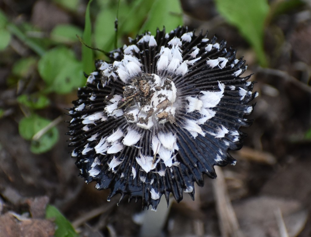 Coprinus xerophilus