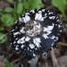 Coprinus xerophilus - Photo (c) Mike Farley, some rights reserved (CC BY-NC), uploaded by Mike Farley