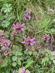 Lamium purpureum