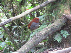 Grallaria rufocinerea