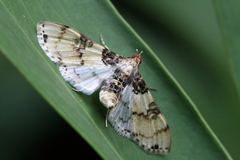 Azochis rufidiscalis